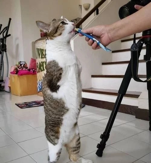 流浪猫意外触电失去前腿，好心人送到医院却无人收养，直到遇到她