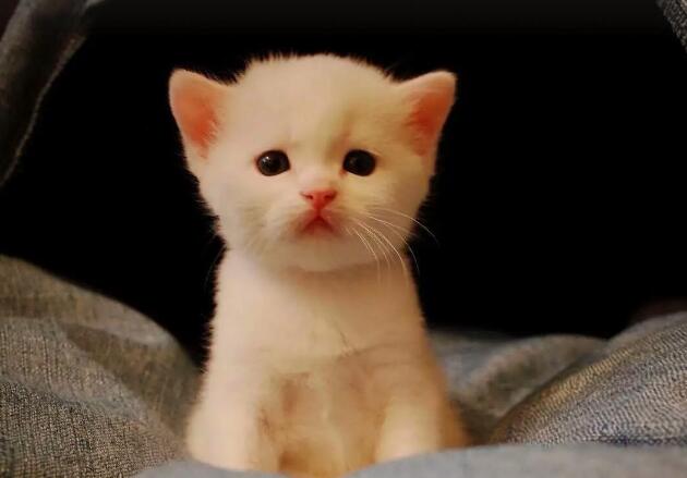 最漂亮的星辰海洋，就在猫咪眼睛里面，简直美哭了