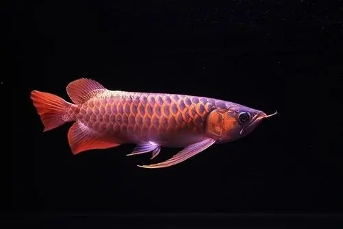 世界著名三大观赏鱼类 1:血红龙,红金龙,白金龙等一类的金龙鱼,一般来