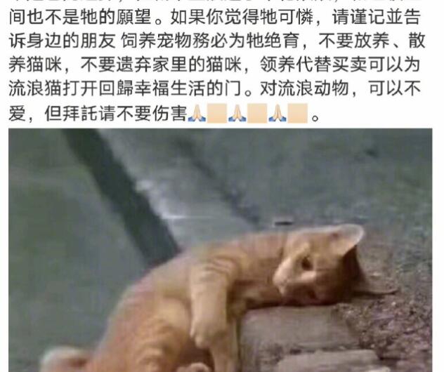舒淇自曝养猫经验，呼吁领养代替购买，曾多次发文保护流浪猫获赞