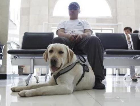 中国正在征用的5种军警犬,每一只都是保家卫国的能手! 中国正在征用的5种军警犬,每一只都是保家卫国的能手!