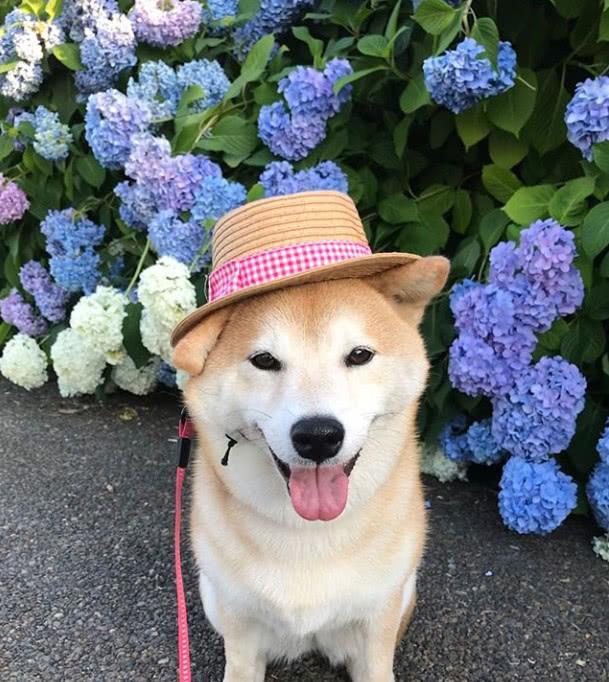 铲屎官买来假发给自家柴犬打扮了一番, 这造型太美, 柴犬都看懵了 铲屎官买来假发给自家柴犬打扮了一番, 这造型太美, 柴犬都看懵了