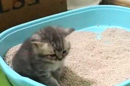 小奶猫正在上厕所，母猫在旁边盯着，发现少了步骤，直接一巴掌