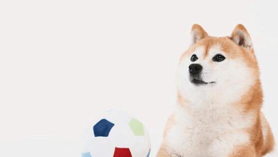 朋友下班回家, 看到柴犬的样子吓坏了, 过去一看原来狗子在演戏