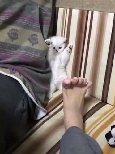 小奶猫见主人伸出脚，站在沙发上两爪举起