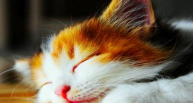 宠物猫健康自查终极指南：用正确的方法还需要专业的体检！(图1)