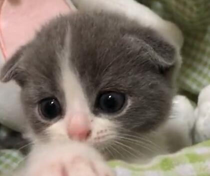 800元买了只小奶猫,回到家后被老妈奖励2000块,网友都要笑疯了 800元买了只小奶猫,回到家后被老妈奖励2000块,网友都要笑疯了