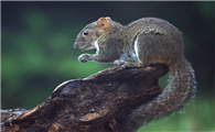 关于岩松鼠的百科小知识，赶紧来看一看吧！