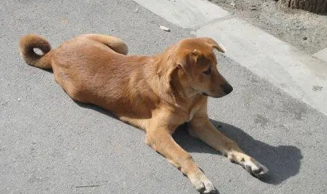 株洲朋友圈疯传女子狂犬病发作？官方辟谣来了！不是狂犬病哦！