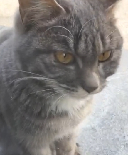 隔着窗户逗弄流浪猫，却被它下一个举动弄得心酸，男子果断收养