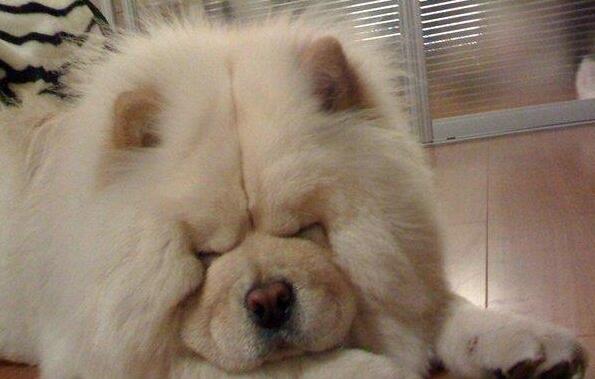中国的松狮犬：对主人有着矢志不渝的忠诚，自带王者风范