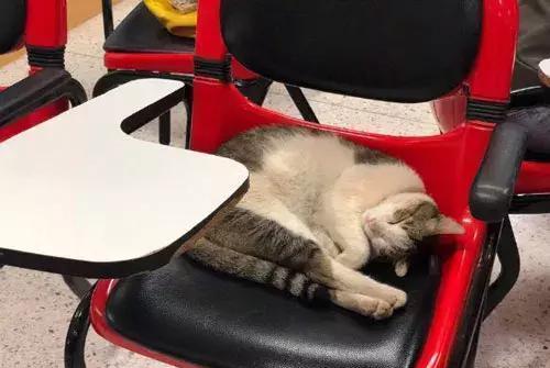一只流浪猫闯进教室，霸占了一个座位倒头就睡
