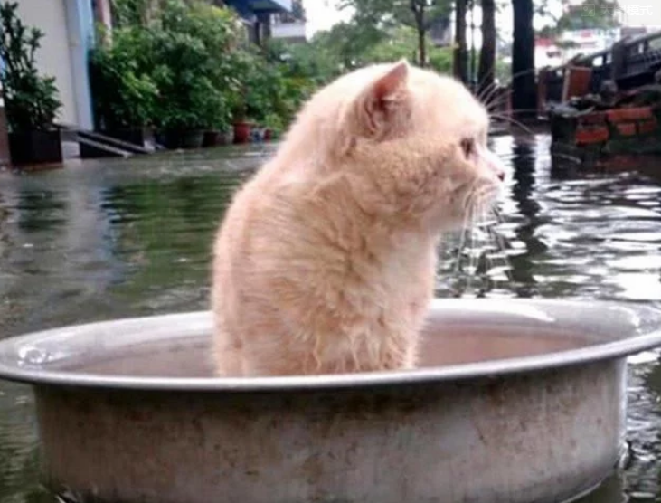 家乡遇到大水，主人把猫咪放盆里帮它逃生