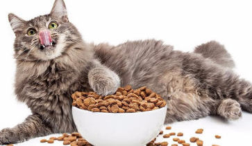 新手养猫攻略 | 不同时期的猫咪该吃什么？