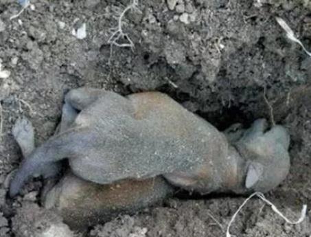 狗狗夜里生产哀嚎，主人却因贪睡不起，早起细瞧不淡定