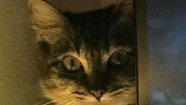 男子打游戏时感觉一阵凉意,扭头看见猫咪却不敢动了:啥眼神? 男子打游戏时感觉一阵凉意,扭头看见猫咪却不敢动了:啥眼神?