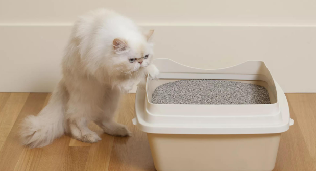 在决定养宠物时,选择猫还是狗可能是一个艰难的决定。尽管它们都是毛茸茸的朋友,但这两种动物却截然不同。猫具有许多有利的特征,包括易于护理,清洁和可爱的滑稽动作,使它们成为任何家庭的理想宠物。那么猫比狗更好养的理由有哪些呢? 第一:猫不会占用太多空间 狗需要大量的空间才能过上快乐,健康的生活。 但是,猫不需要很多空间就能壮成长。只要您能适应它们的必需品,例如猫砂盆以及食物和水盆,就可以保证您的小猫咪会快乐。 第二:养猫比养狗更实惠 猫通常比狗更便宜一些。虽然购买特定种类的猫可能很昂贵,但通常来说,小猫的价格相对狗来说比较便宜,拥有宠物后,从用品到看护人都将产生大量费用。因为狗容易破坏玩具,所以它们必须用坚韧且价格昂贵的材料制成或经常更换。猫玩具相对便宜,而DIY则更便宜(更容易)。 第三:猫在室内完全满足 狗几乎不可能只在室内生活。他们需要大量的运动、散步和户外活动,以度过快乐健康的生活。猫不仅在室内更安全,而且它们非常高兴地栖息在窗户旁边或缩在沙发上阳光充足的地方。只需开窗打开一些新鲜空气即可,你的猫会整日整天看着鸟和虫子。 第四:猫比较安静 即使是爱犬人士也不得不承认:有很多狗遇到路人不断的吠叫都会变得很烦人。 虽然猫的确会发出一些声音,尤其是在晚上,这是许多猫最活跃的时候,但是它们的叫声却非常安静。 第五:小猫比小狗需要更少的工作 幼犬和小猫都需要大量的时间和精力,在让它适应新家的环境, 但是,幼犬需要进行持续的训练(尤其是对便盆进行训练),一旦幼犬从母亲那里断奶并且学会了使用猫砂盆的基本知识,它们就可以在白天无人看管的情况下留在家中。 第六:清理猫砂盆跟遛狗对比要轻松的多 猫只需要清理猫砂盆而狗却需要出去溜,不管是炎热的夏日或寒冷的冬天狗狗都需要出门的! 第七:猫比狗更爱干净 猫天生就是非常干净的动物,您可能需要不时地用刷子修饰它,只需要定期给它剪指甲就可以了,猫在保持自身清洁方面做得很好。而狗狗却不行! 在决定养宠物时,选择猫还是狗可能是一个艰难的决定。尽管它们都是毛茸茸的朋友,但这两种动物却截然不同。猫具有许多有利的特征,包括易于护理,清洁和可爱的滑稽动作,使它们成为任何家庭的理想宠物。那么猫比狗更好养的理由有哪些呢? 第一:猫不会占用太多空间 狗需要大量的空间才能过上快乐,健康的生活。 但是,猫不需要很多空间就能壮成长。只要您能适应它们的必需品,例如猫砂盆以及食物和水盆,就可以保证您的小猫咪会快乐。 第二:养猫比养狗更实惠 猫通常比狗更便宜一些。虽然购买特定种类的猫可能很昂贵,但通常来说,小猫的价格相对狗来说比较便宜,拥有宠物后,从用品到看护人都将产生大量费用。因为狗容易破坏玩具,所以它们必须用坚韧且价格昂贵的材料制成或经常更换。猫玩具相对便宜,而DIY则更便宜(更容易)。 第三:猫在室内完全满足 狗几乎不可能只在室内生活。他们需要大量的运动、散步和户外活动,以度过快乐健康的生活。猫不仅在室内更安全,而且它们非常高兴地栖息在窗户旁边或缩在沙发上阳光充足的地方。只需开窗打开一些新鲜空气即可,你的猫会整日整天看着鸟和虫子。 第四:猫比较安静 即使是爱犬人士也不得不承认:有很多狗遇到路人不断的吠叫都会变得很烦人。 虽然猫的确会发出一些声音,尤其是在晚上,这是许多猫最活跃的时候,但是它们的叫声却非常安静。 第五:小猫比小狗需要更少的工作 幼犬和小猫都需要大量的时间和精力,在让它适应新家的环境, 但是,幼犬需要进行持续的训练(尤其是对便盆进行训练),一旦幼犬从母亲那里断奶并且学会了使用猫砂盆的基本知识,它们就可以在白天无人看管的情况下留在家中。 第六:清理猫砂盆跟遛狗对比要轻松的多 猫只需要清理猫砂盆而狗却需要出去溜,不管是炎热的夏日或寒冷的冬天狗狗都需要出门的! 第七:猫比狗更爱干净 猫天生就是非常干净的动物,您可能需要不时地用刷子修饰它,只需要定期给它剪指甲就可以了,猫在保持自身清洁方面做得很好。而狗狗却不行!