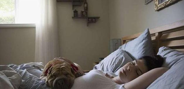 狗狗喜欢进主人卧室睡觉的原因，看完后还忍心驱赶吗？