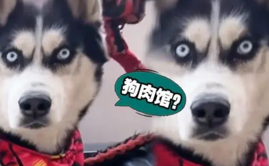 重磅！经营狗肉=违法
