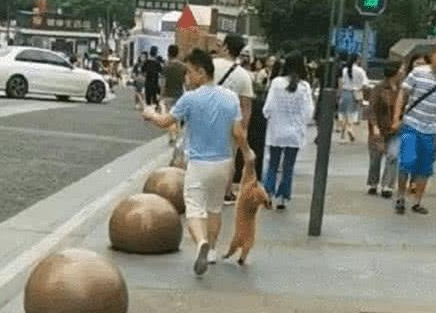 小金毛自己跑出去玩,被男子抓到之后,拎着的样子,跑不掉了