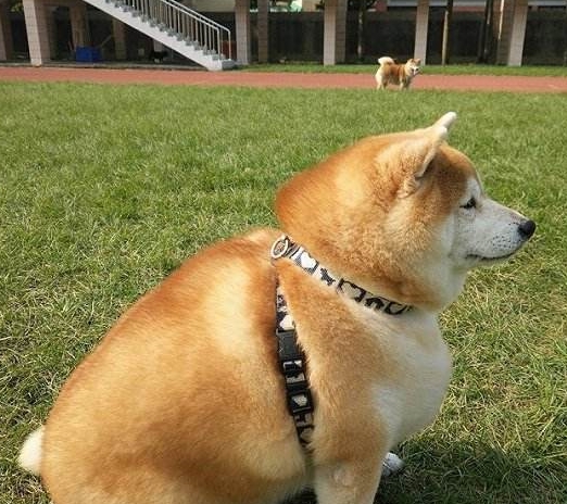 把柴犬送父母家养,结果两个月回来后一看,主人要笑疯了! 把柴犬送父母家养,结果两个月回来后一看,主人要笑疯了!