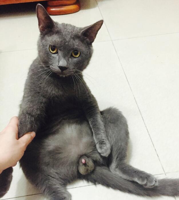 最会“记仇”的五种猫咪，美国短尾猫上榜，小心猫咪恨你一辈子！