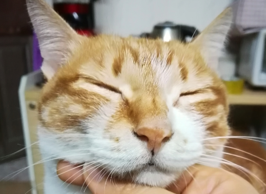 撸猫需谨慎|视力迅速下降竟是它惹的祸?! 撸猫需谨慎|视力迅速下降竟是它惹的祸?!