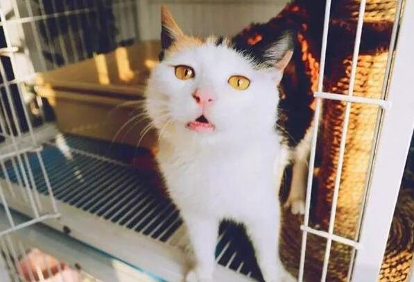 如果你在养猫，那么劝你别做这“7件蠢事”