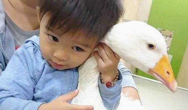 小男孩抱着大鹅睡觉，凑近一看却羡慕了：这是行走的羽绒服？ 