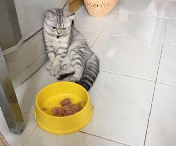 铲屎官给生病的橘猫加餐, 灰猫看到后, 受到打击的它这样做! 铲屎官给生病的橘猫加餐, 灰猫看到后, 受到打击的它这样做!