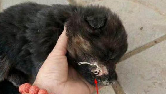 流浪狗坐在路边抽泣,嘴巴被人用针缝了起来,了解情况后心疼了 流浪狗坐在路边抽泣,嘴巴被人用针缝了起来,了解情况后心疼了