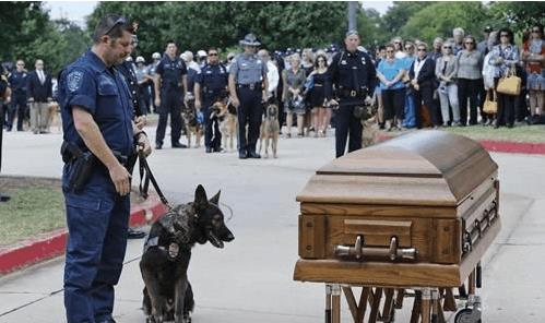 警犬退役之后怎么处理, 被确认无用后实行安乐死, 简直太残忍了 警犬退役之后怎么处理, 被确认无用后实行安乐死, 简直太残忍了