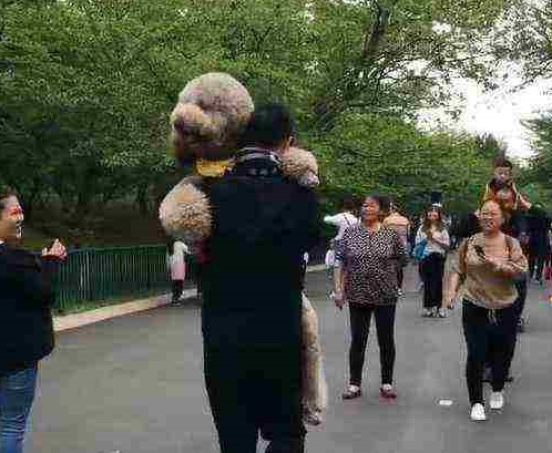 带泰迪去公园遛弯,路人纷纷围观,直呼:这是真狗吗? 带泰迪去公园遛弯,路人纷纷围观,直呼:这是真狗吗?