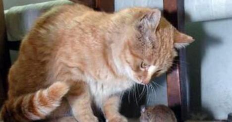 现实版的猫和老鼠，这怕是“猫界耻辱”吧，竟被老鼠吓得满屋子乱窜