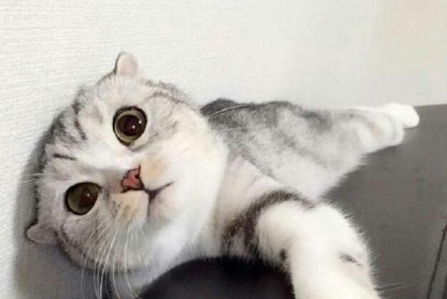 杂交猫和纯血统猫相比,原来有这么多的优势! 杂交猫和纯血统猫相比,原来有这么多的优势!