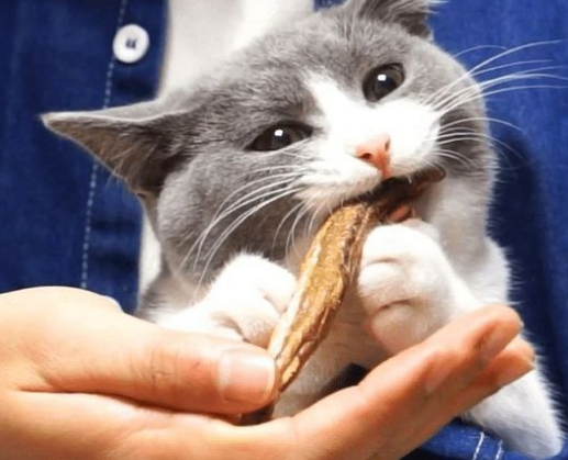 盘点猫咪最爱吃的10种食物,哄猫必备,屡试不爽! 盘点猫咪最爱吃的10种食物,哄猫必备,屡试不爽!