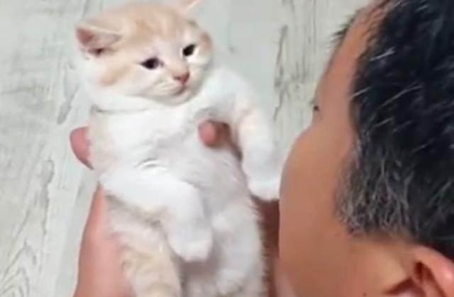 那个说着把猫带回家就跟猫一起滚蛋的老爸竟然对猫做出这种事