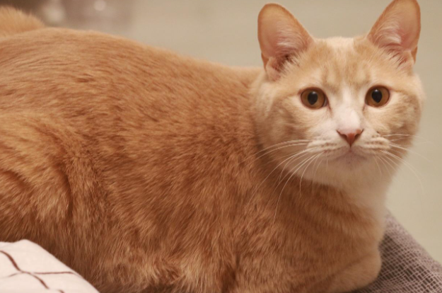 中华田园猫名片：五大款，高颜值好养活，不比洋猫差