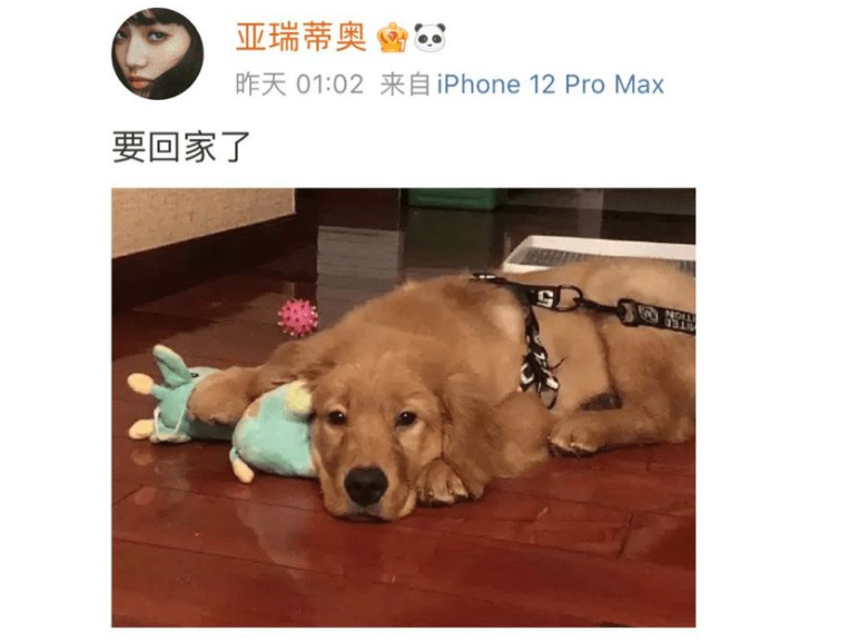 白话天下:金毛siri事件,不就死了一条狗,值得全民开骂吗? 白话天下:金毛siri事件,不就死了一条狗,值得全民开骂吗?