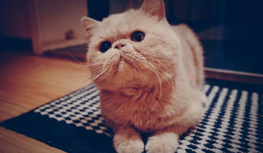 铲屎官嫌天热给加菲猫剃毛, 加菲猫站起来求饶, 委屈得快哭了