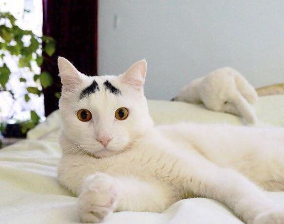 漂亮的猫大同小异,“特色”的猫万里挑一,丑猫也有人爱! 漂亮的猫大同小异,“特色”的猫万里挑一,丑猫也有人爱!