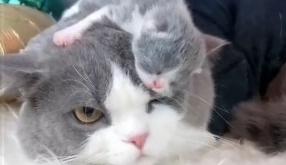 小奶猫趴猫爸头上,凉意传来猫爸一脸不悦:男人何苦为难男人!