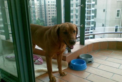全球牺牲率高的军犬非德牧, 而是中国大部分家庭养殖此宠物犬 全球牺牲率高的军犬非德牧, 而是中国大部分家庭养殖此宠物犬