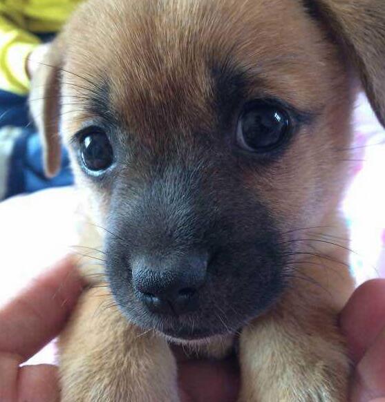 中华田园犬已快被遗忘,然而它们身上有这4个优点 中华田园犬已快被遗忘,然而它们身上有这4个优点