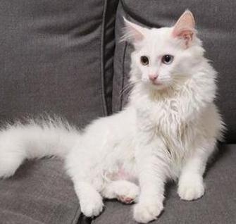 克隆猫,这一次我要给你温暖平安的一生 克隆猫,这一次我要给你温暖平安的一生