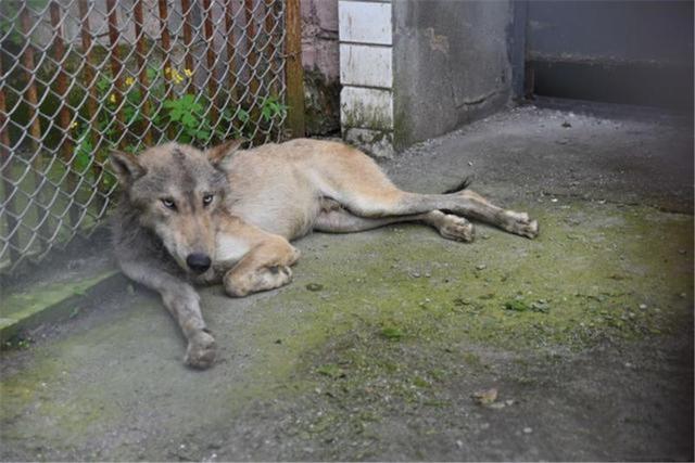 3只灰狼现身黑龙江，没找到猎物就围攻小狗，被石头砸中也不松口