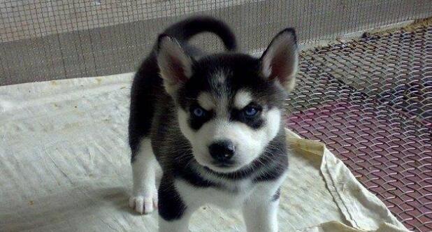 最难养的几种宠物犬，它们可能会花光你的积蓄，考虑清楚再养
