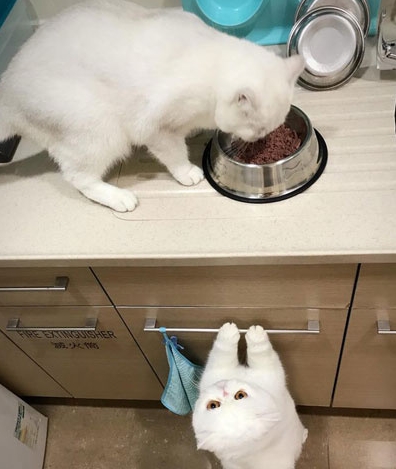 绝育完公猫自暴自弃，母猫安慰：虽然你没用了可我们还能做姐妹！