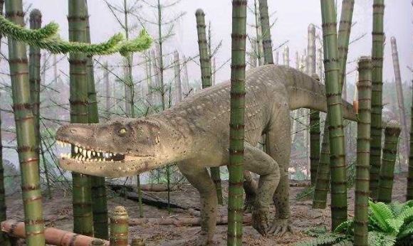 瞧撕蛙鳄的科普文来了