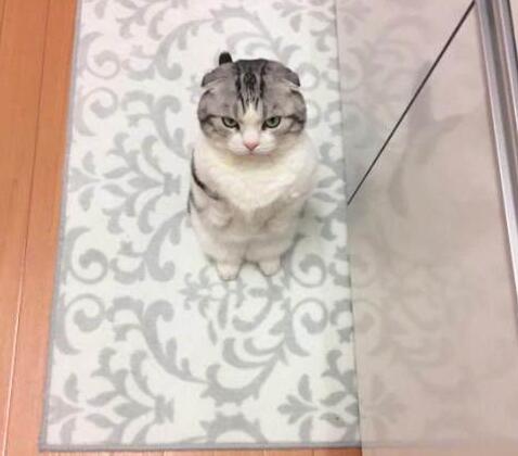 小猫举爪卖萌要罐头，被主人拒绝后立马变脸：晚上在你脸上蹭屁屁